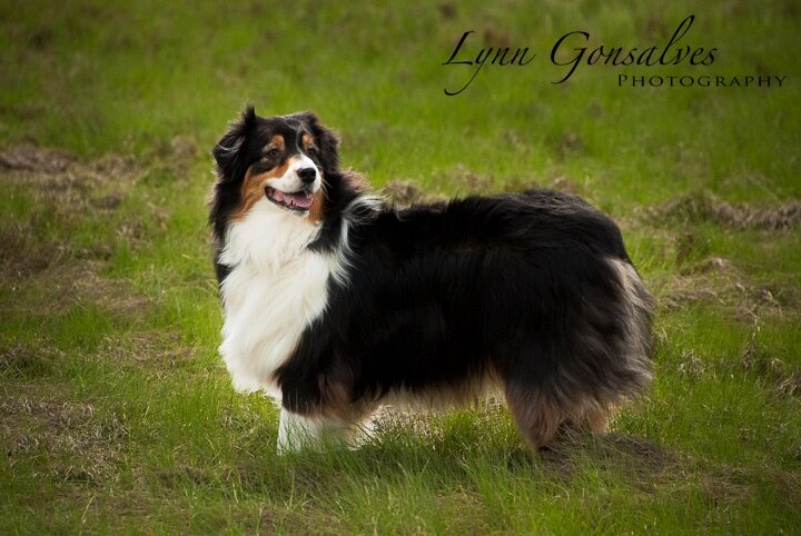 Lynn Gonsalves Photography